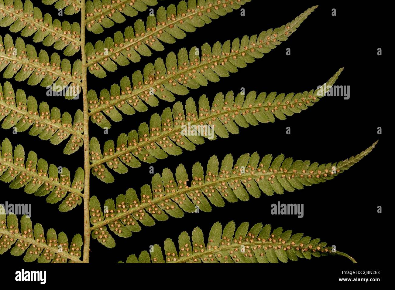 Male Fern (Dryopteris filix-mas). Middle Pinnae Closeup Stock Photo