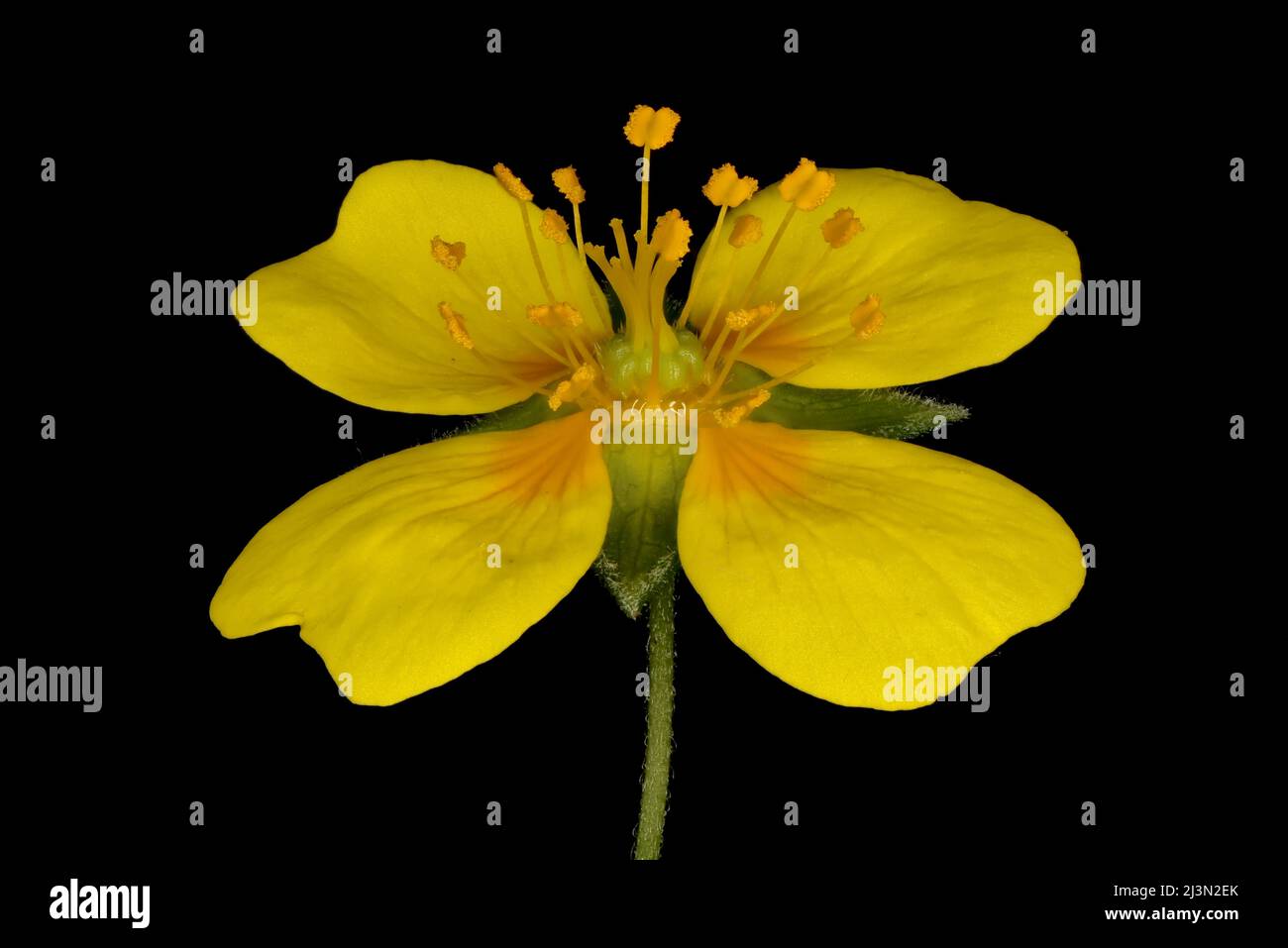 Tormentil (Potentilla erecta). Flower Closeup Stock Photo