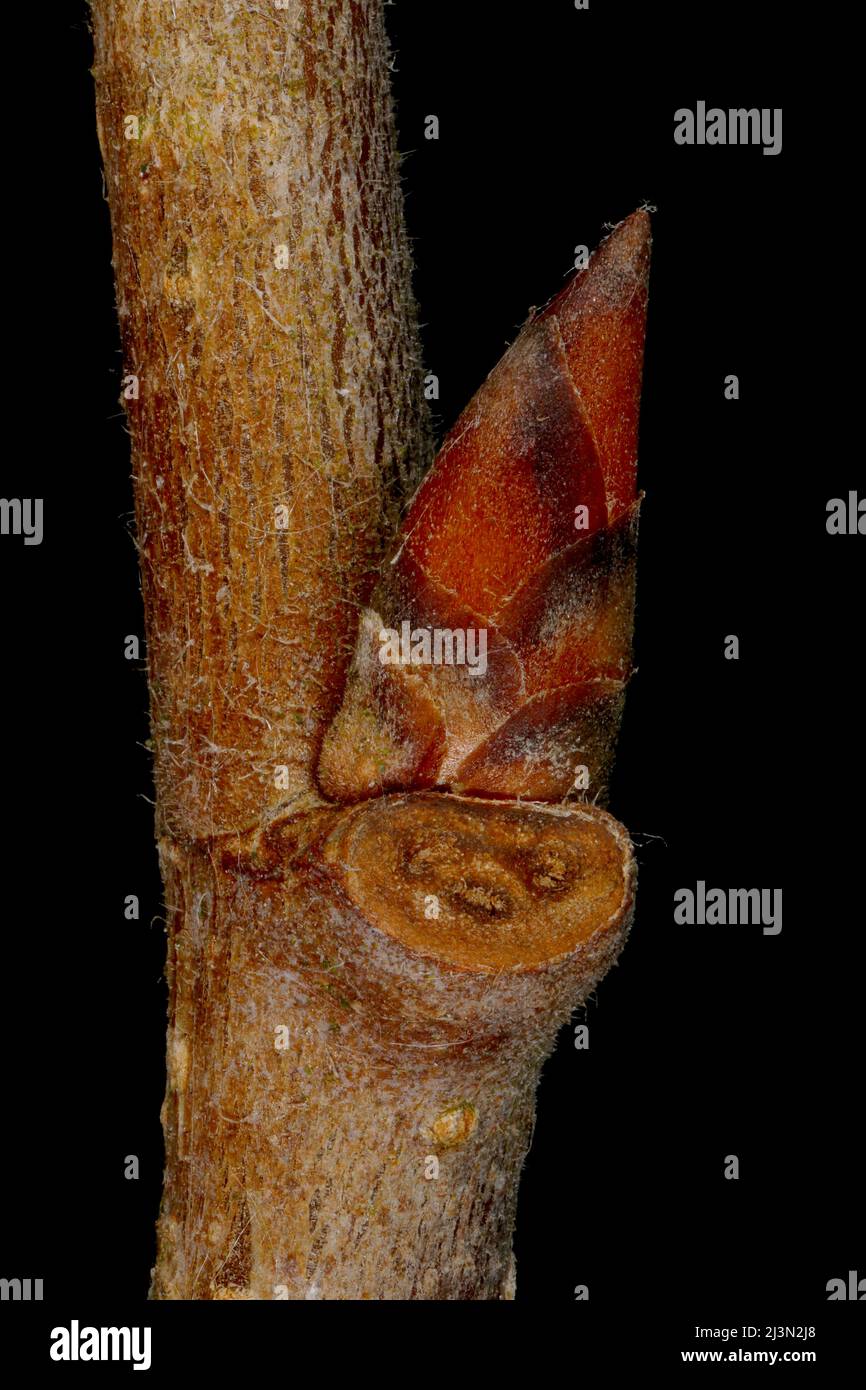White Elm (Ulmus laevis). Lateral Bud Closeup Stock Photo