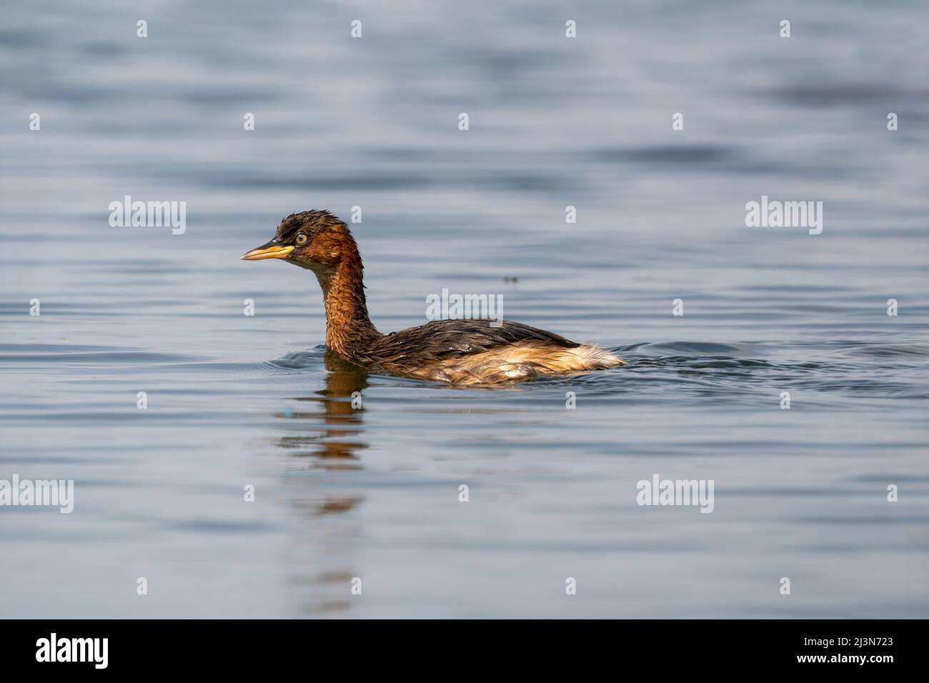 Little grebe (Tachybaptus ruficollis) swimming and hunting in a small ...