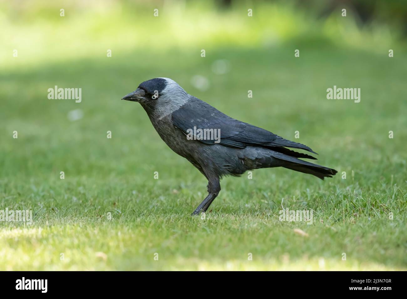 Jackdaw standing on the grass, close up, in springtime in Scotland Stock Photo