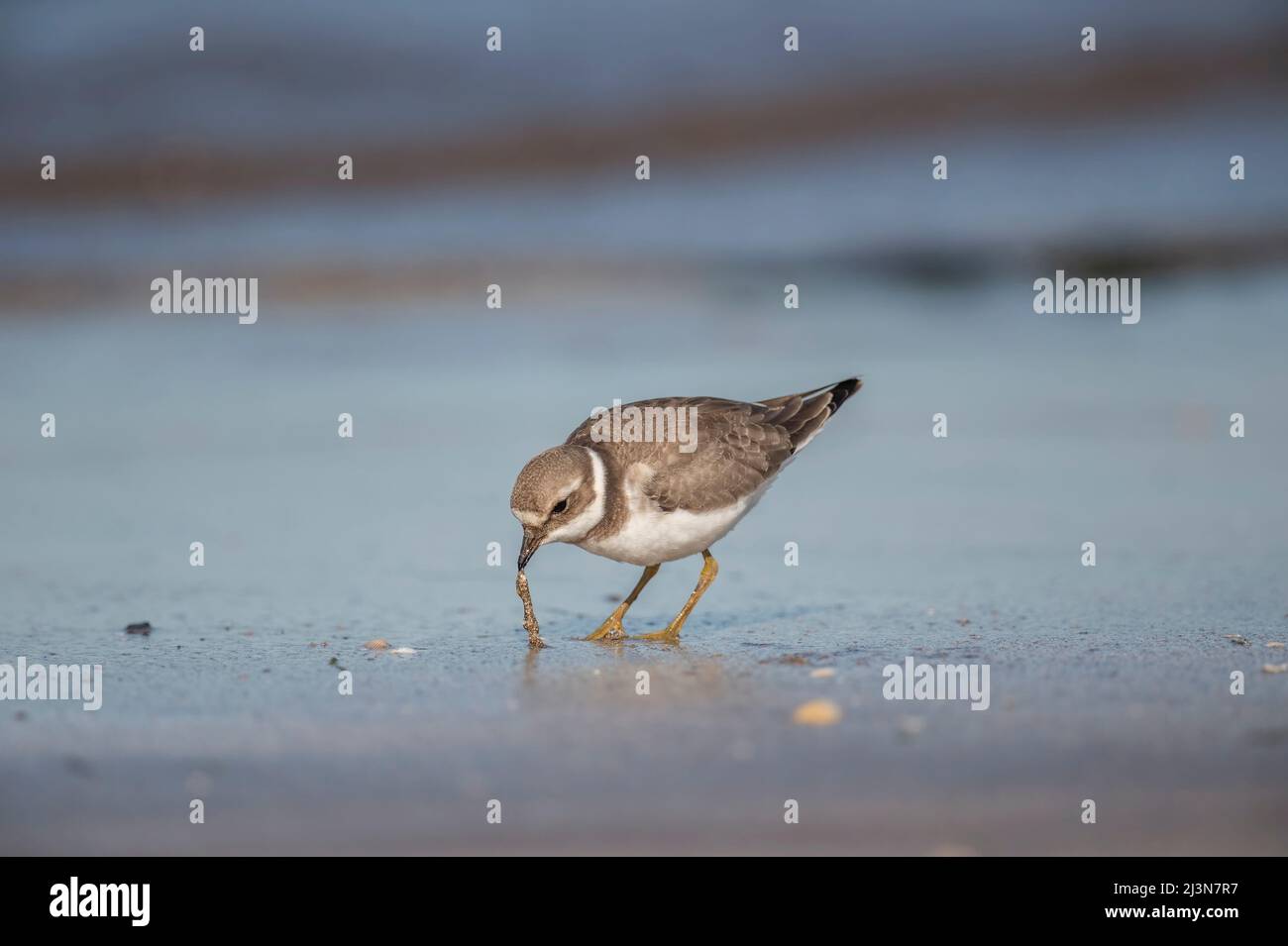 Ringed plover on the beach eating a worm in the Autumn, close up, Stock Photo