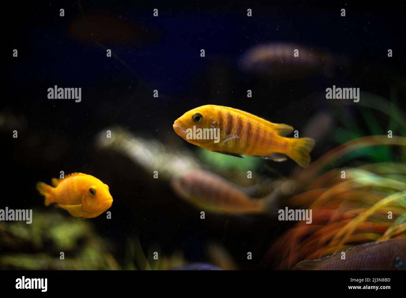 Fish in water. Yellow fish in aquarium. Pets in special pond. Marine fauna. Stock Photo