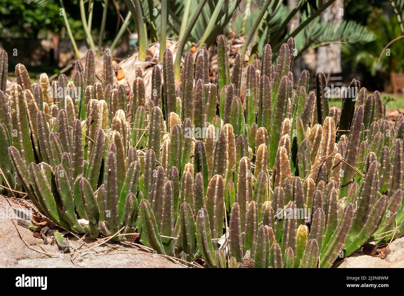 Sydney Australia, clump of  stapela gigantea or giant stapelia native to southern africa Stock Photo