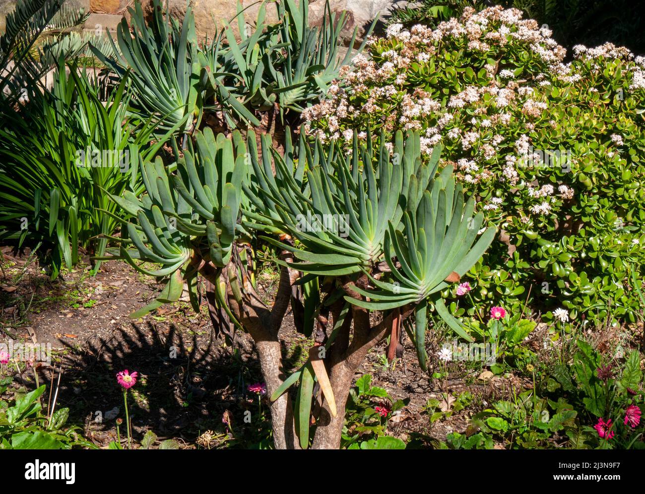Add caption Add caption Sydney Australia, kumara plicatilis or the fan-aloe, a succulent plant endemic to a few mountains in the Fynbos ecoregion, of Stock Photo