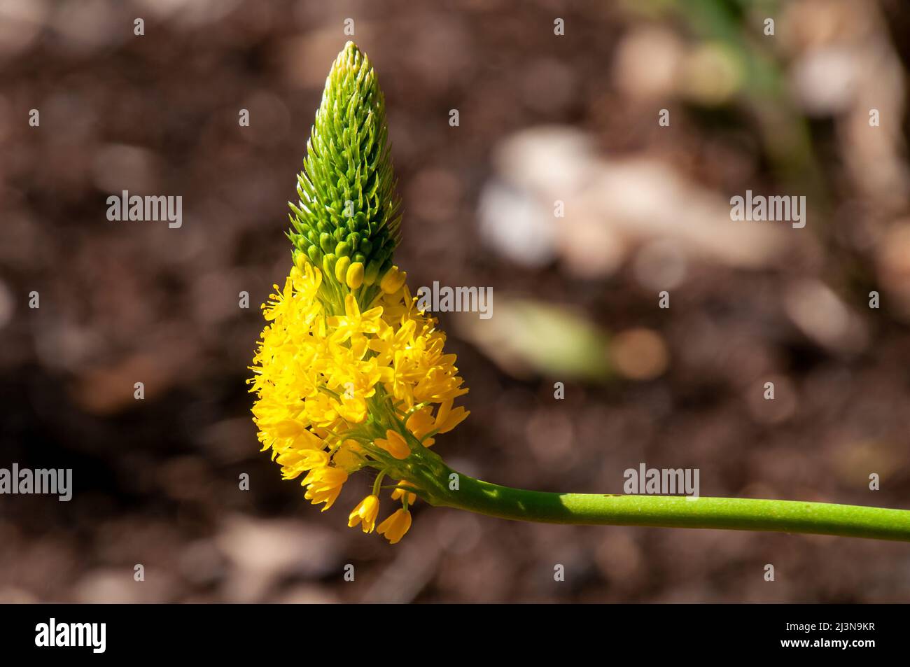 Sydney Australia, bright yellow flowerhead of a bulbine latifolia native to southern africa Stock Photo