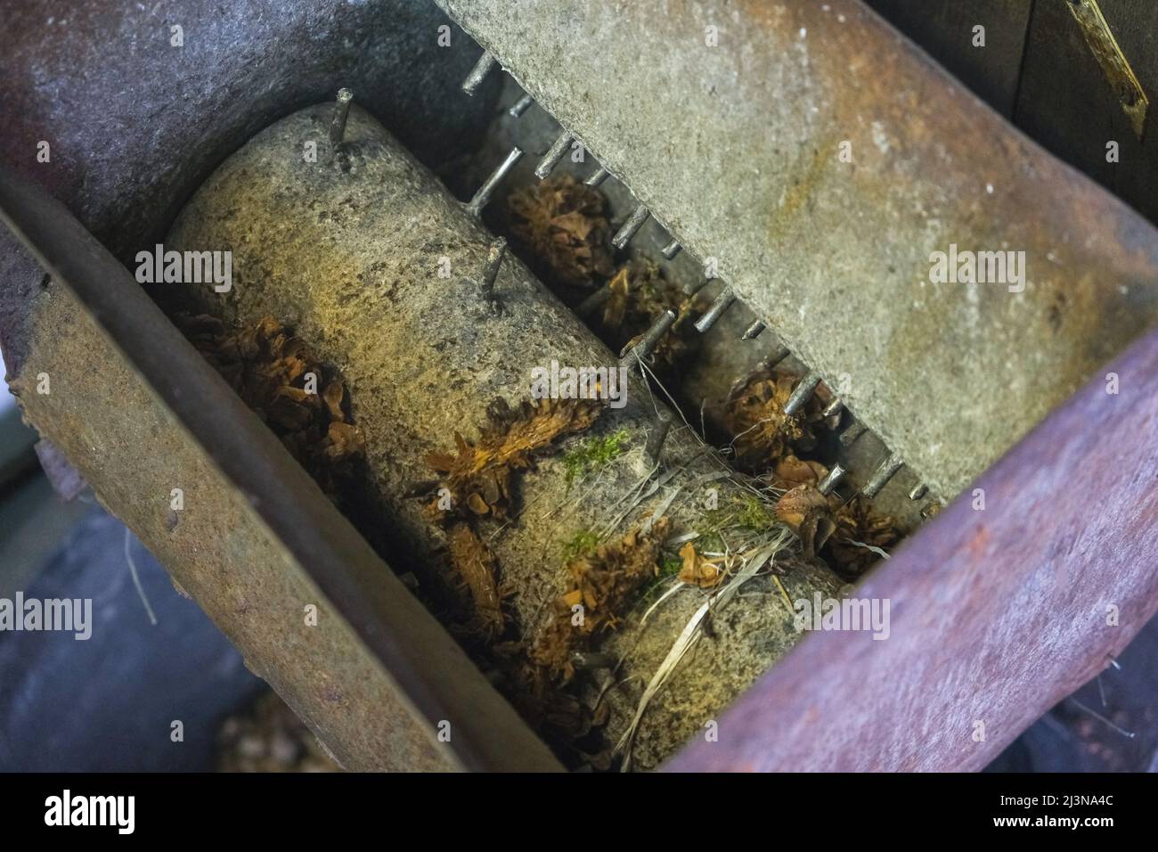 A man turns a homemade device for extracting cedar nuts from Siberian ...