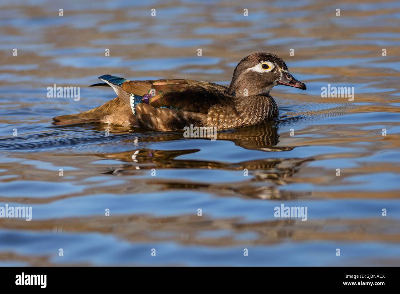 The wood duck, a brownish and grey coloured female waterbird, swimming in a lake with blue water on a sunny day. Stock Photo