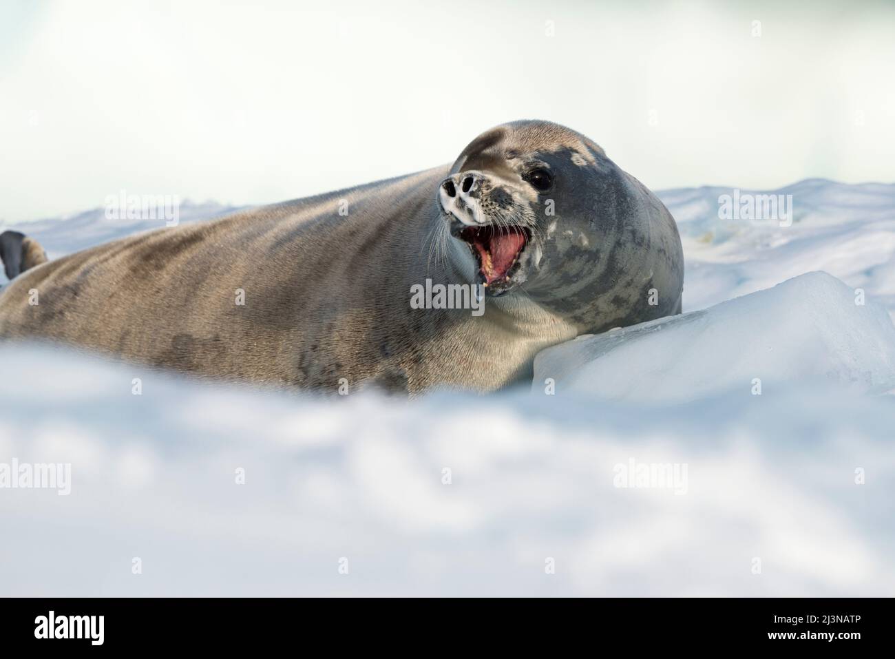 Afternoon light, close up crabeater seal (Lobodon carcinophagus) on ice floe, Marguerite Bay, Antarctica, Stock Photo