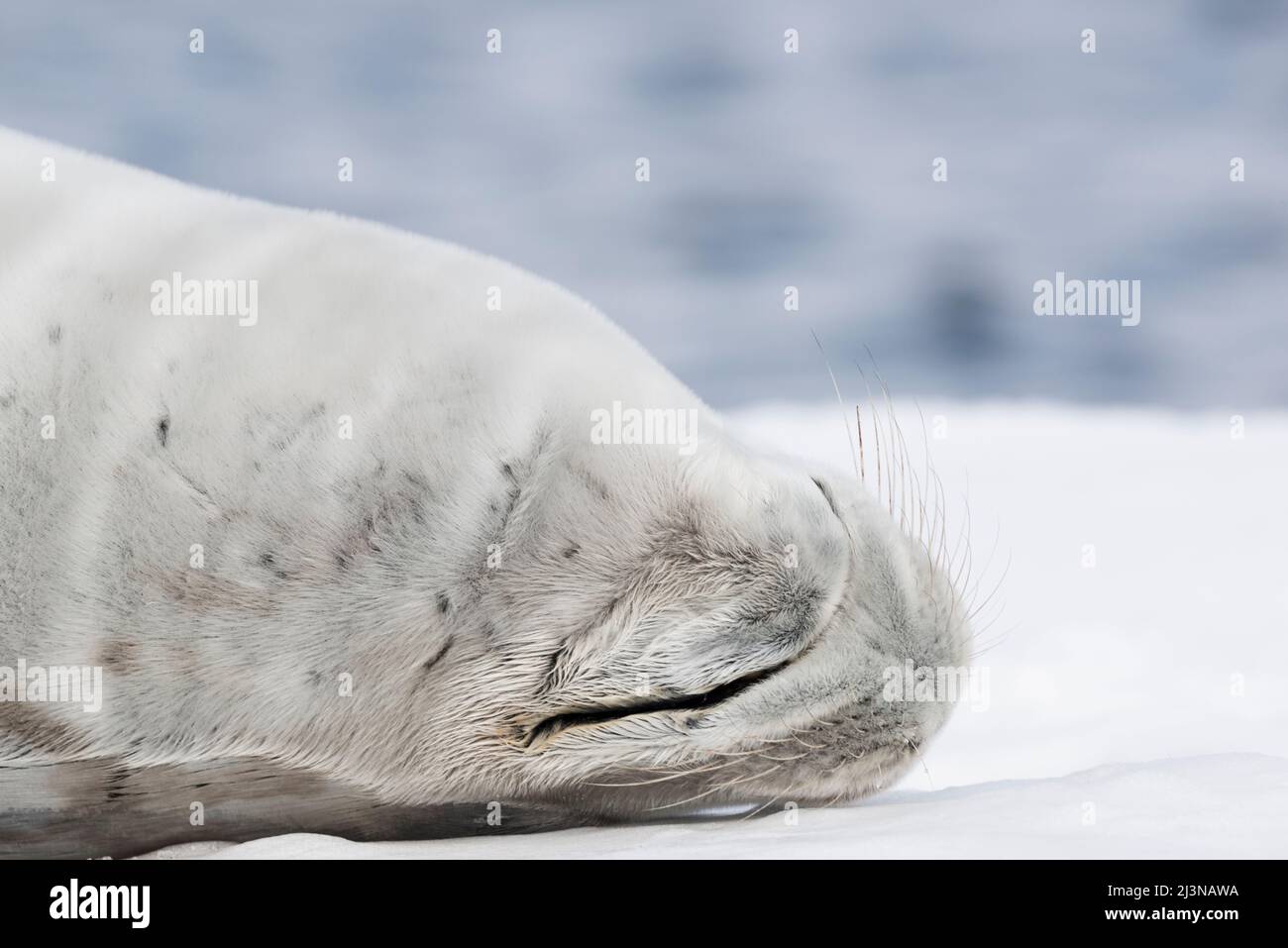 Close up crabeater seal (Lobodon carcinophagus) on ice floe, Marguerite Bay, Antarctica, Stock Photo