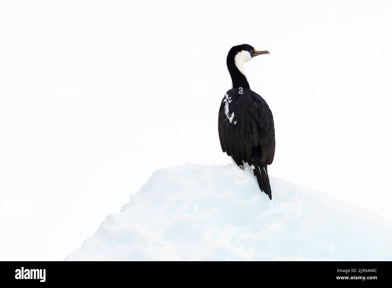 Afternoon light, close up Antarctic shag (Leucocarbo bransfieldensis) sitting on sea ice, Marguerite Bay, south of Antarctic Circle. Antarctica Stock Photo