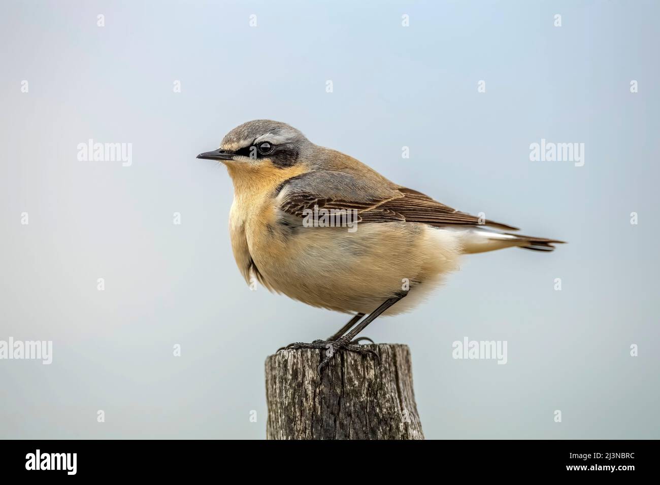A wheatear, perched on a fence post in the Springtime, close up, in Scotland Stock Photo