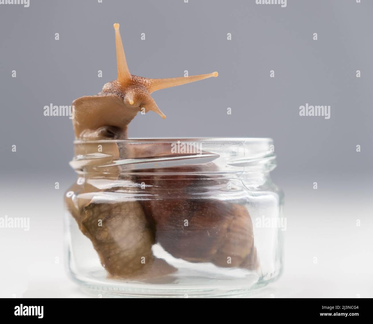 Closeup of a snail crawling on an empty glass jar on a white