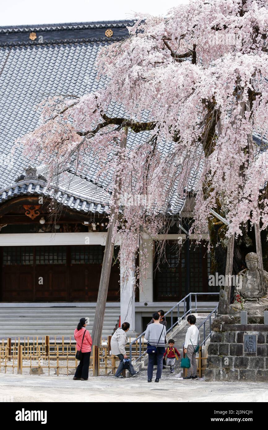 iida, nagano, japan, 2022/08/04 , The Senshoji Weeping Cherry Tree (Shidarezakura) at the Senshoji temple in Iida, nagano, japan. Stock Photo