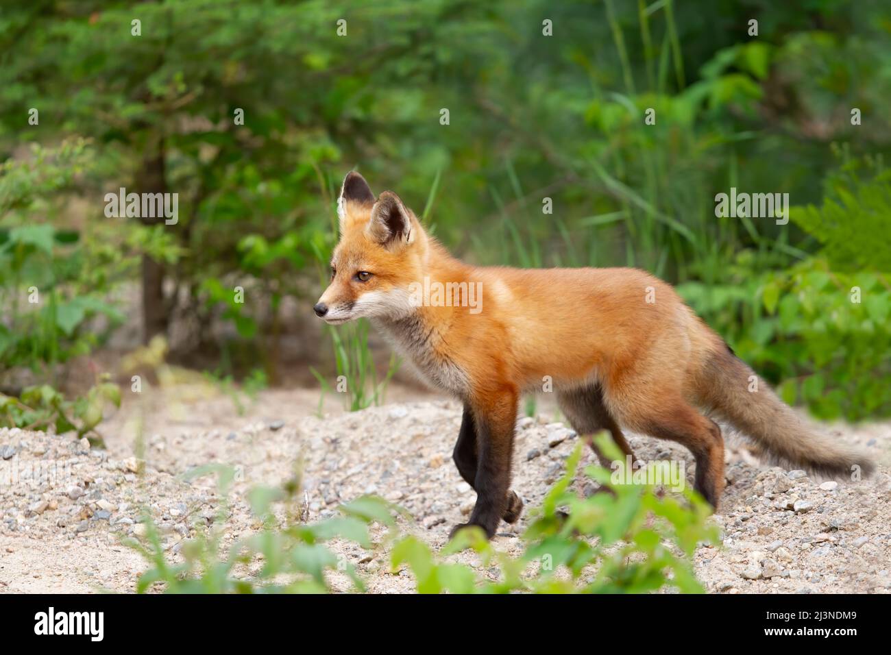 Red fox kit (Vulpes vulpes) in a pine tree forest in Algonquin Park ...