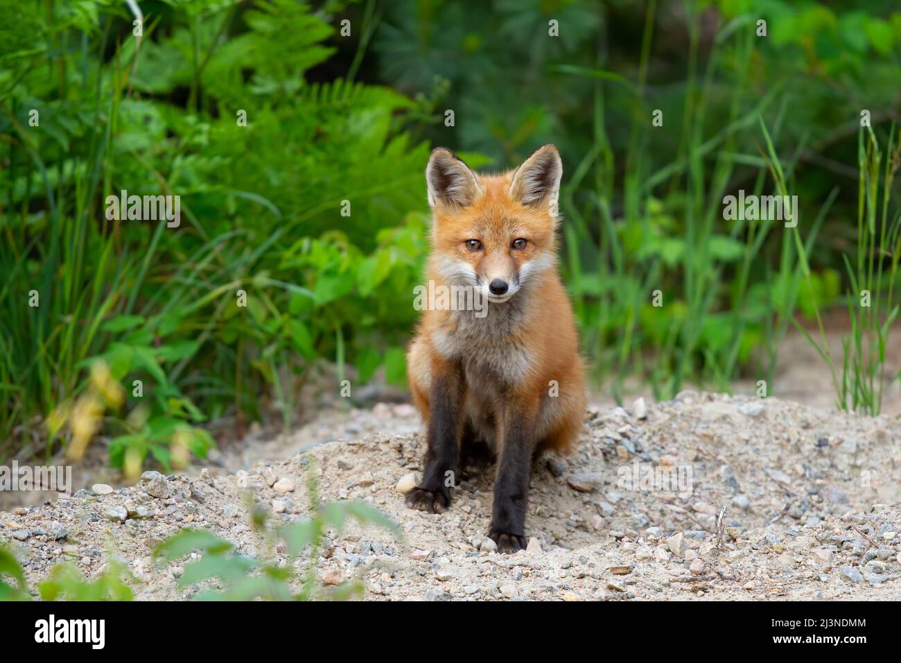 Red fox kit (Vulpes vulpes) in a pine tree forest in Algonquin Park ...