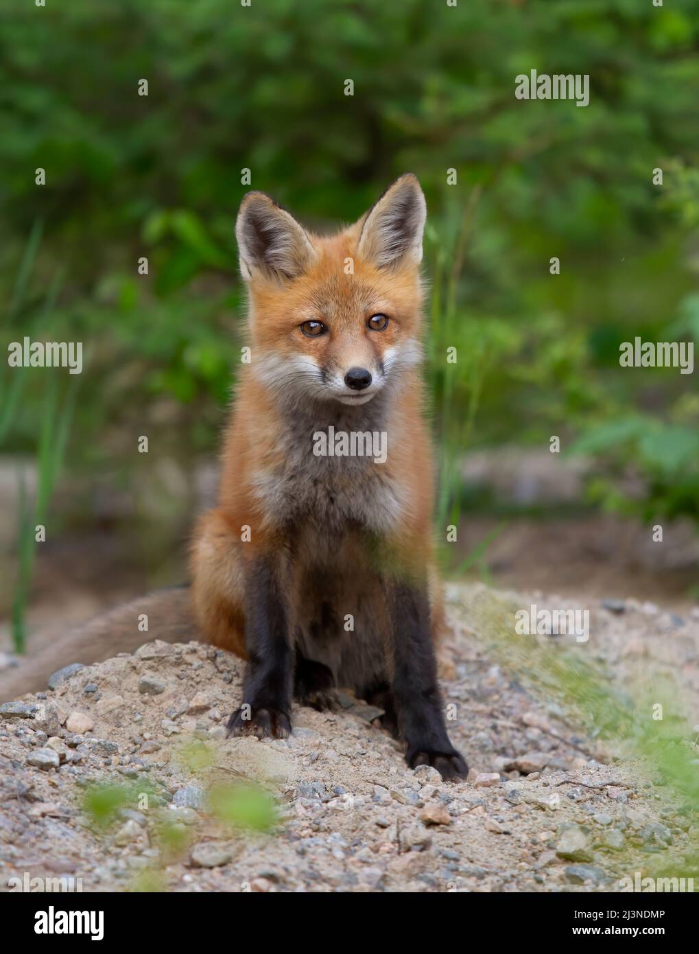 Red fox kit (Vulpes vulpes) in a pine tree forest in Algonquin Park ...