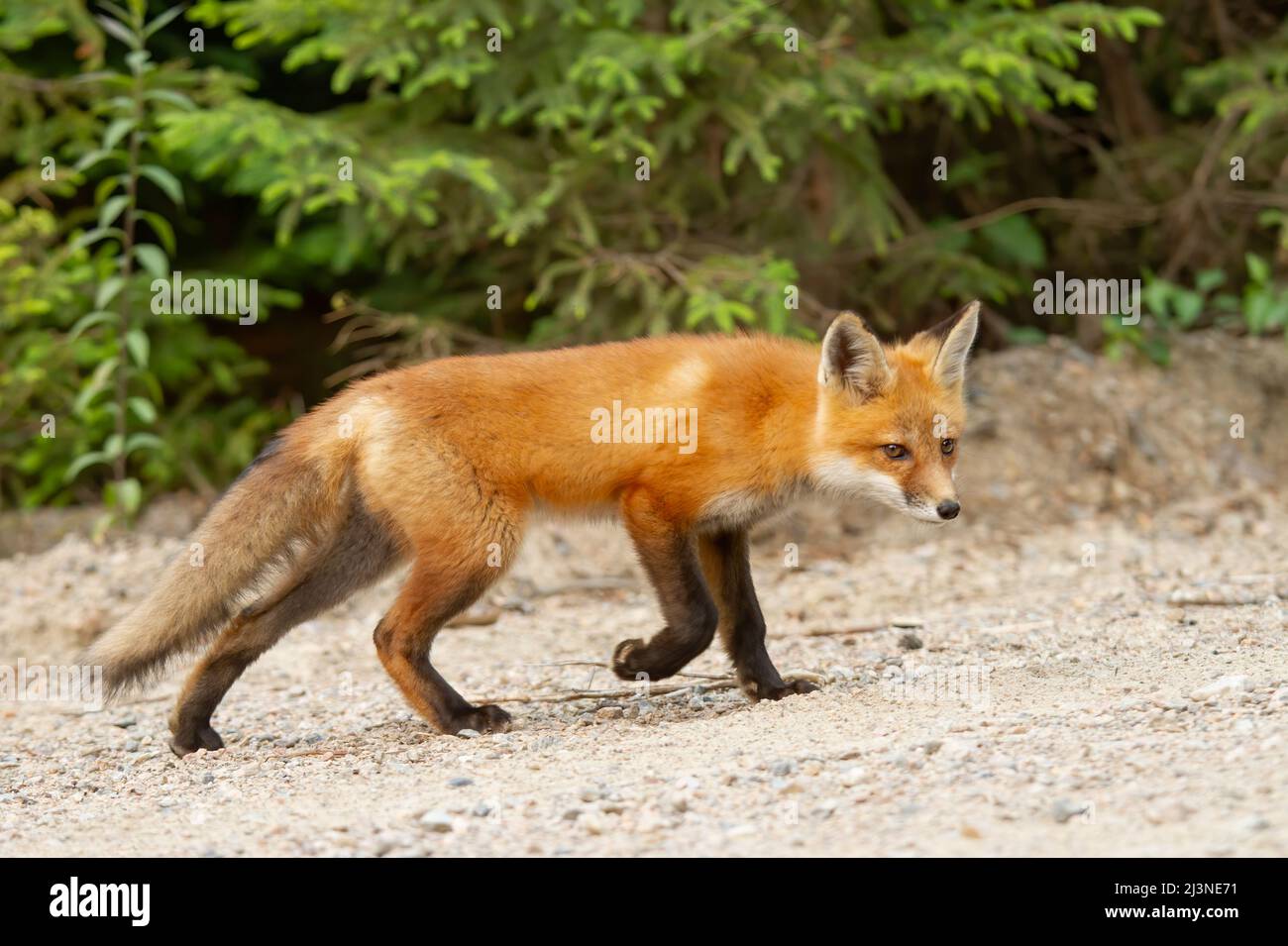 Red fox kit (Vulpes vulpes) in a pine tree forest in Algonquin Park ...
