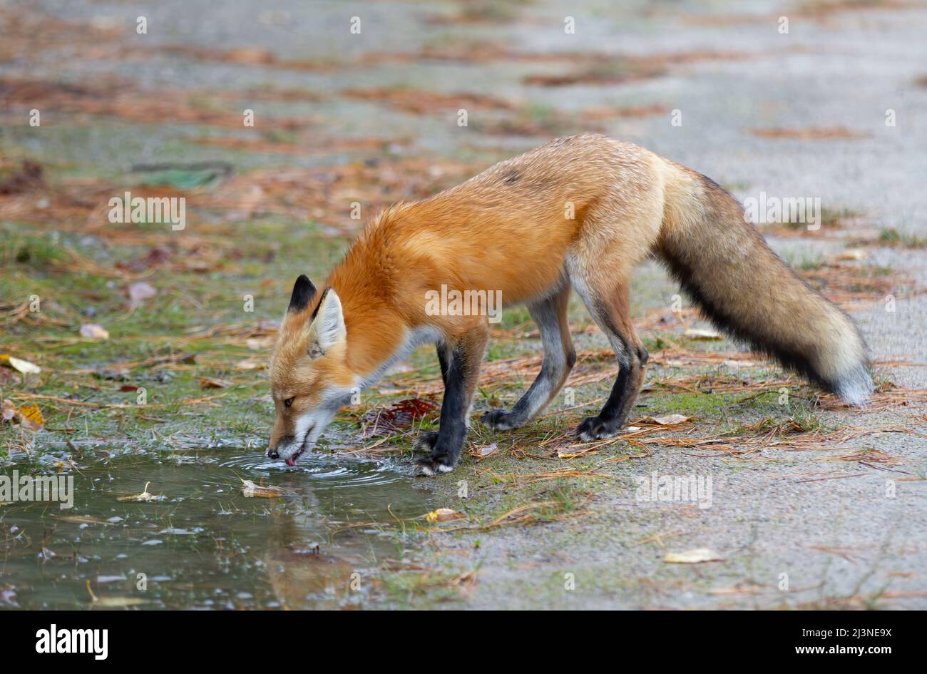 Red fox (Vulpes vulpes) drinking water from a puddle in Algonquin Park