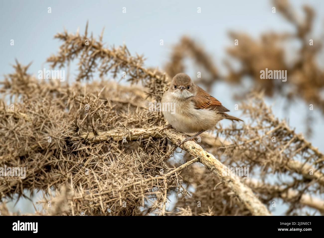 Whitethroat perched on a gorse plant, close up Stock Photo