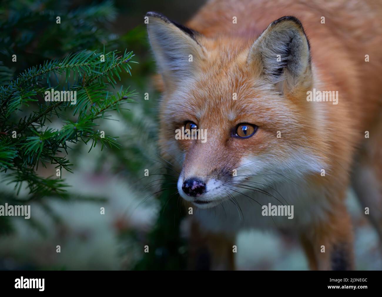 Red fox Vulpes vulpes closeup in autumn in Algonquin Park, Canada Stock ...