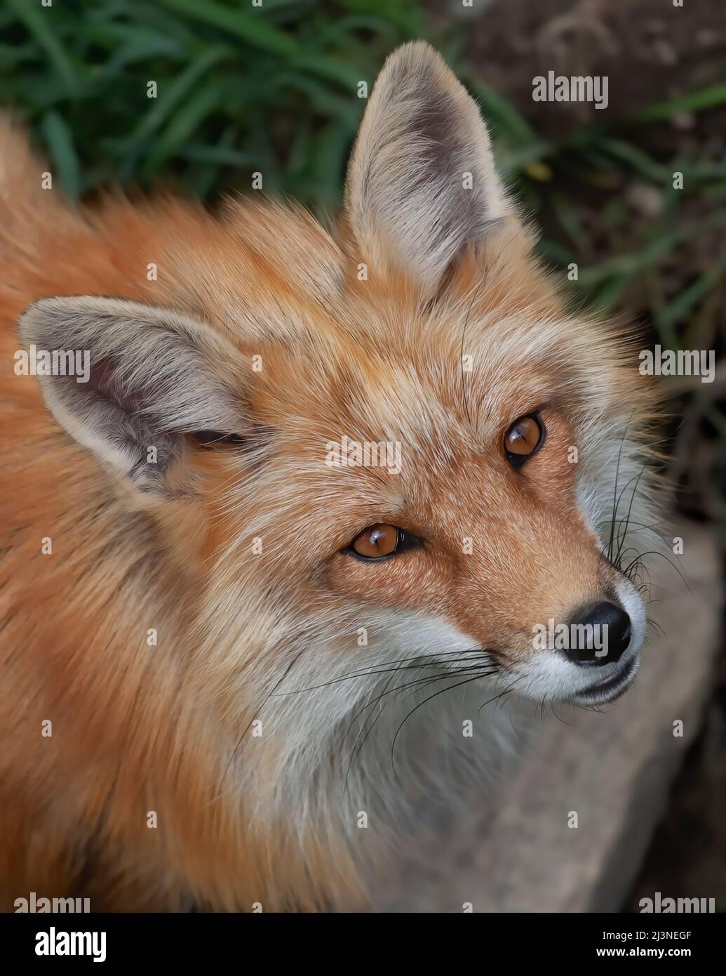Red fox Vulpes vulpes closeup in autumn in Algonquin Park, Canada Stock ...