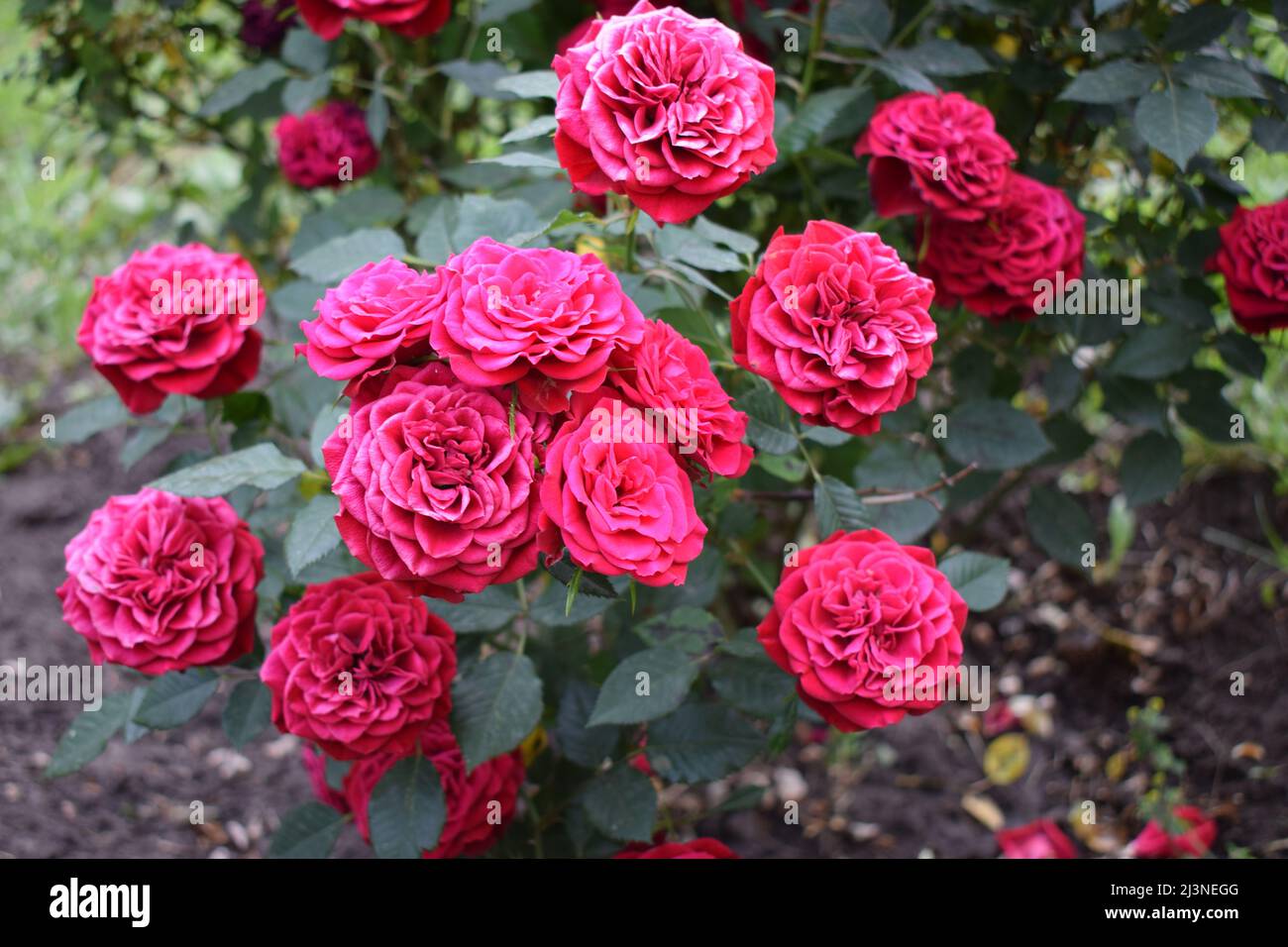 Beautiful red roses grow in the garden. Weaving roses. A lot of green leaves. Many red wild