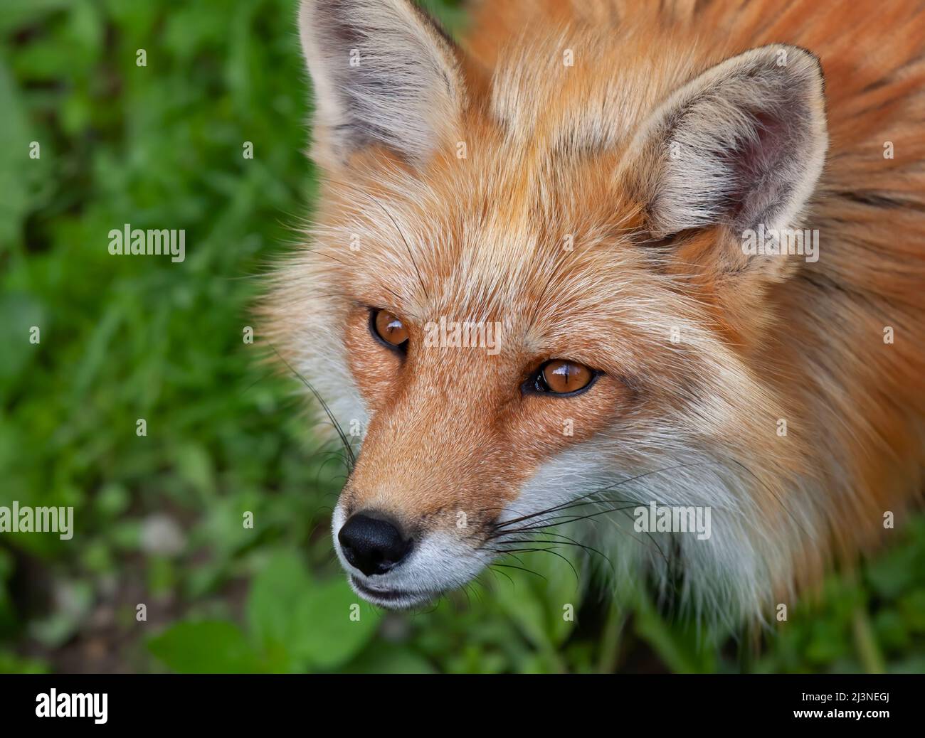 Red fox Vulpes vulpes closeup in autumn in Algonquin Park, Canada Stock ...