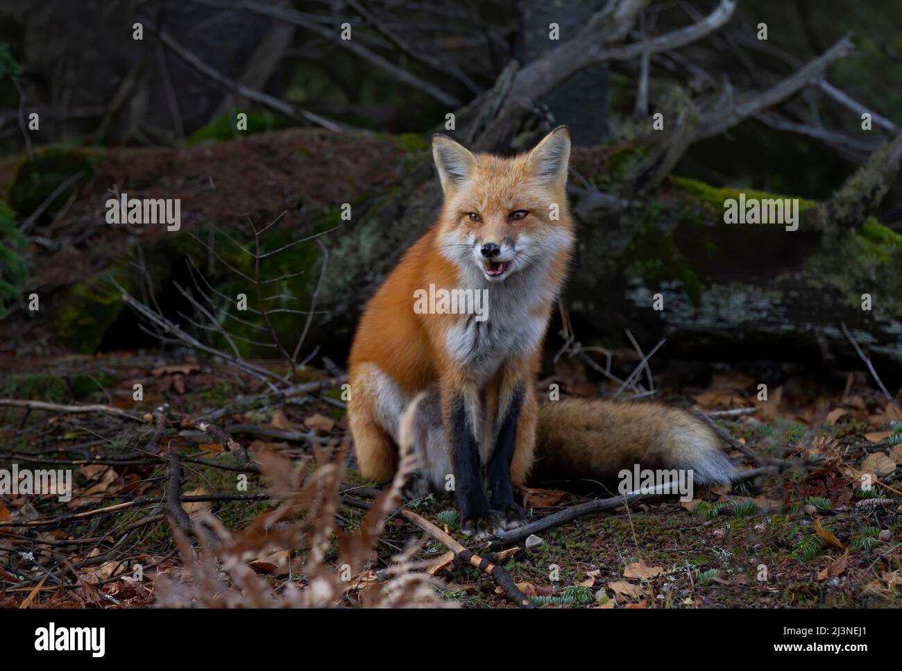 Red fox Vulpes vulpes in autumn in Algonquin Park, Canada Stock Photo ...