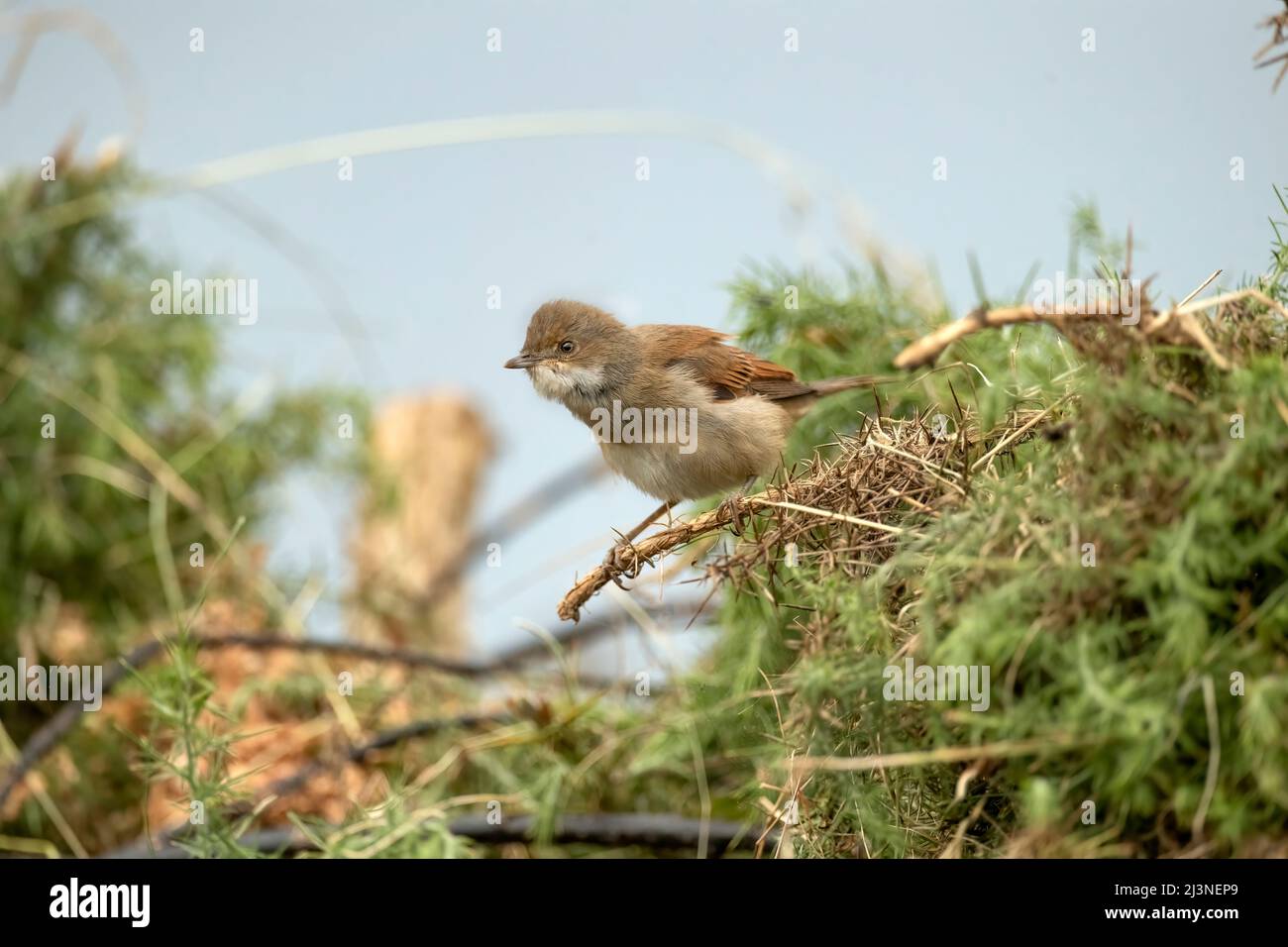 Whitethroat perched on a gorse plant, close up Stock Photo