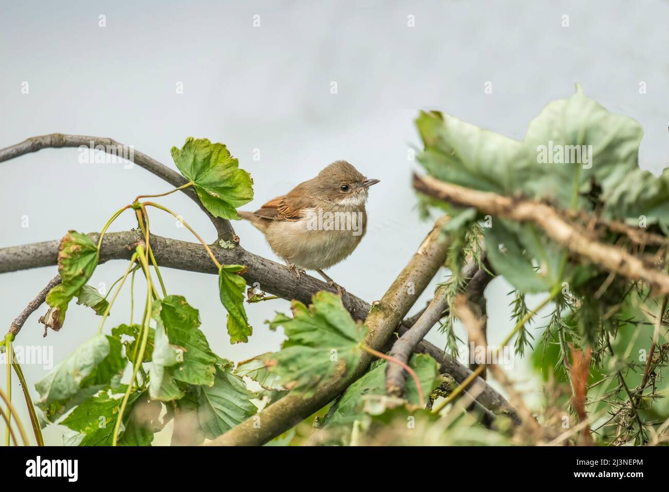 Whitethroat perched on a branch, close up Stock Photo