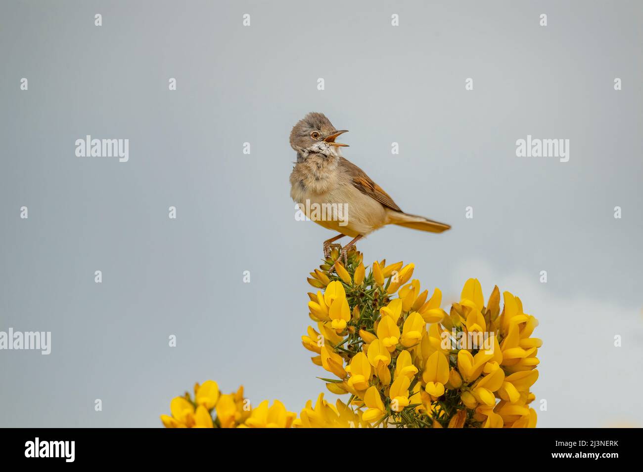 Whitethroat perched on a gorse plant singing, close up Stock Photo