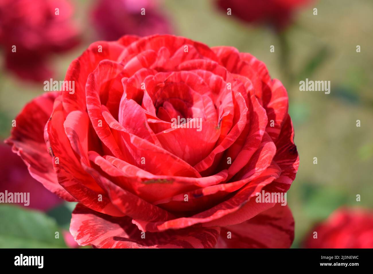 Red Marabel Spray Roses Red marble rose-spray with a marble coloring of dark red strokes (angle ...