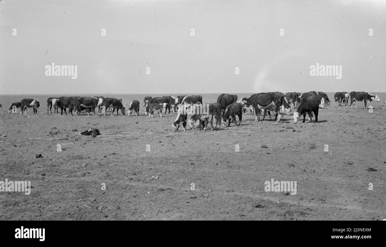 Ideal grazing conditions are afforded by this area if it is properly utilized. Overgrazing has depleted natural forage until feeding scenes like this are common. New Mexico. Stock Photo