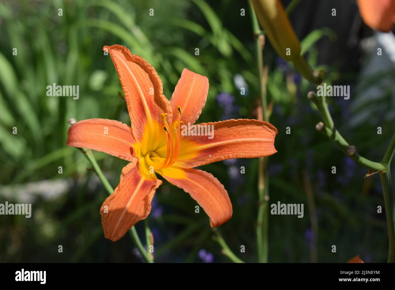 Bright orange lily flowers in the sunny garden, soft selective focus. Full blooming of deep orange asiatic lily in summer flower garden. Bright orange Stock Photo