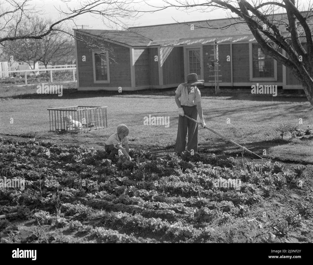 El Monte Federal subsistence homesteads. One hundred homes, each with