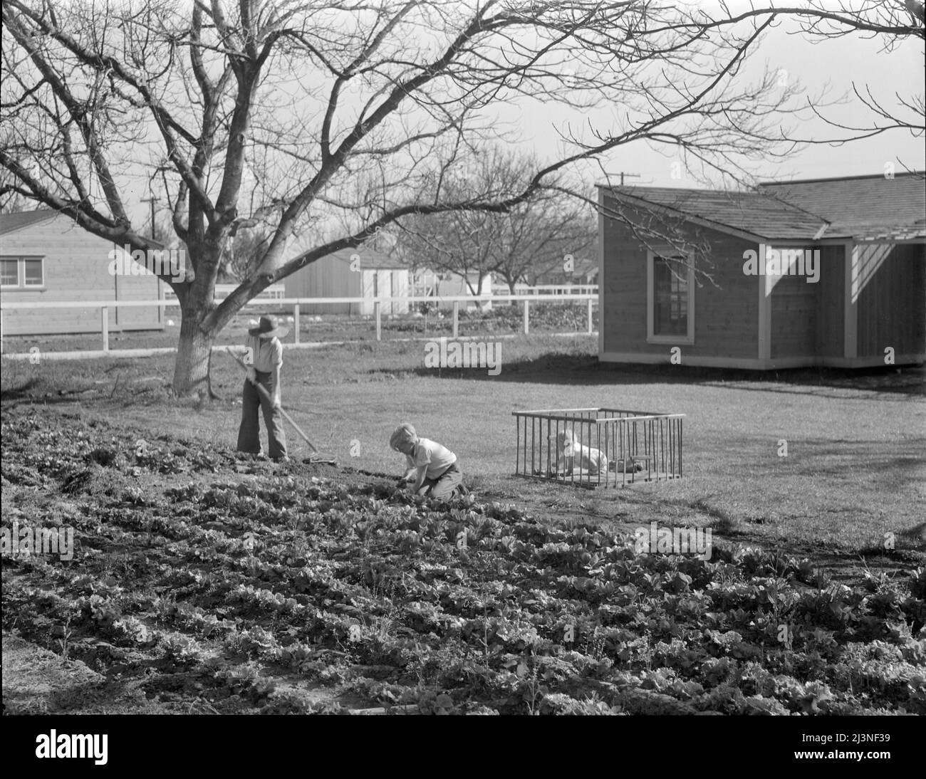 El Monte federal subsistence homesteads. One hundred homes, all