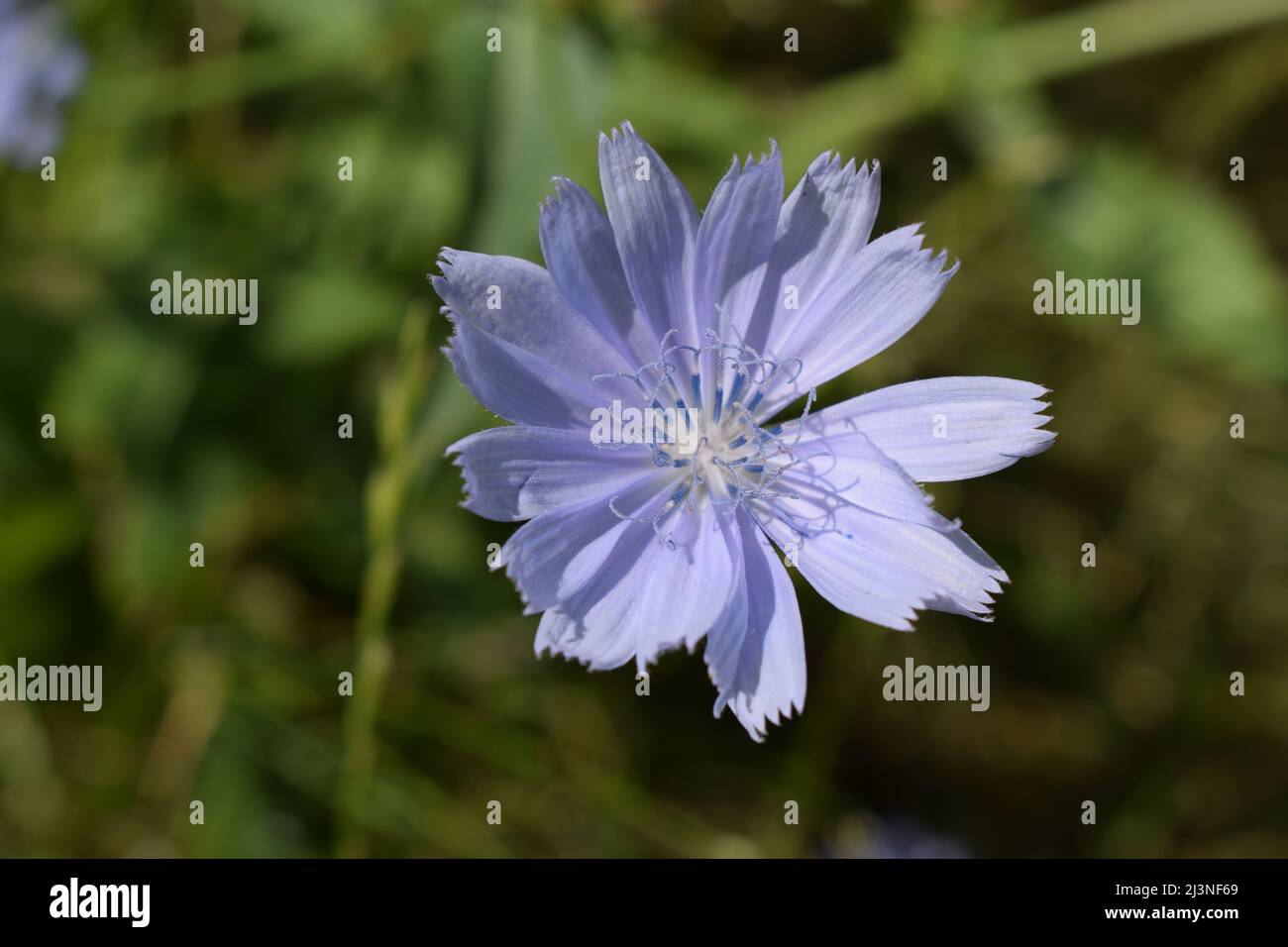 Common Chicory or Cichorium intybus flower blossoms commonly called blue sailors, chicory, coffee weed, or succory is a herbaceous perennial plant. Stock Photo