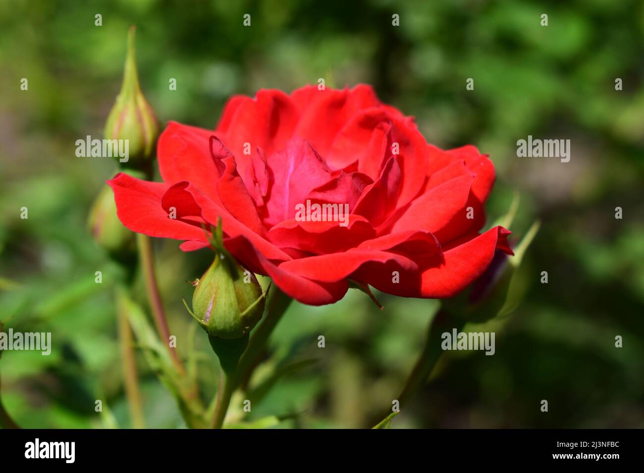 Beautiful red rose with buds in garden. Cyme of small red rose flowers ...