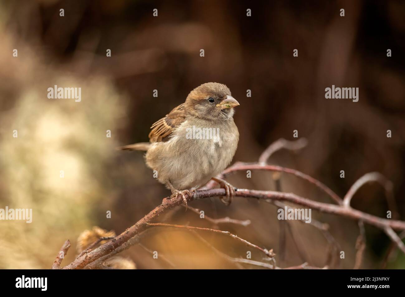 House sparrow perched on a branch, close up in the summer in Scotland Stock Photo