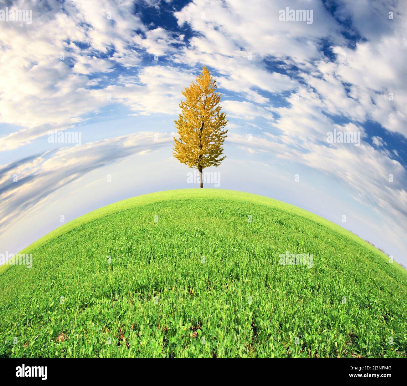 Tree green field blue hi-res stock photography and images - Alamy