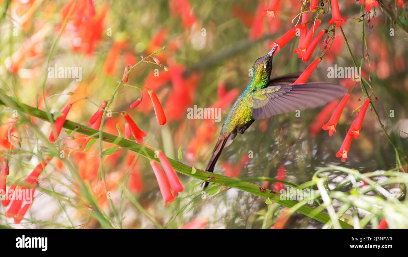 Cuban emerald and red flowers, endemic hummingbird of Cuba Stock Photo