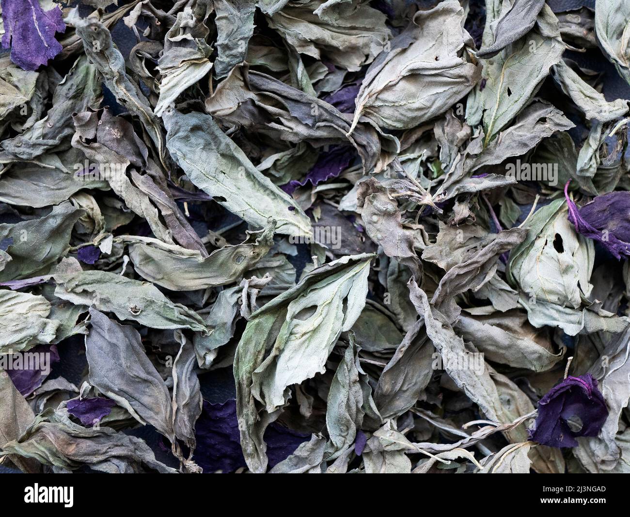 Basil leaves, background. Dried basil used to flavour a variety of