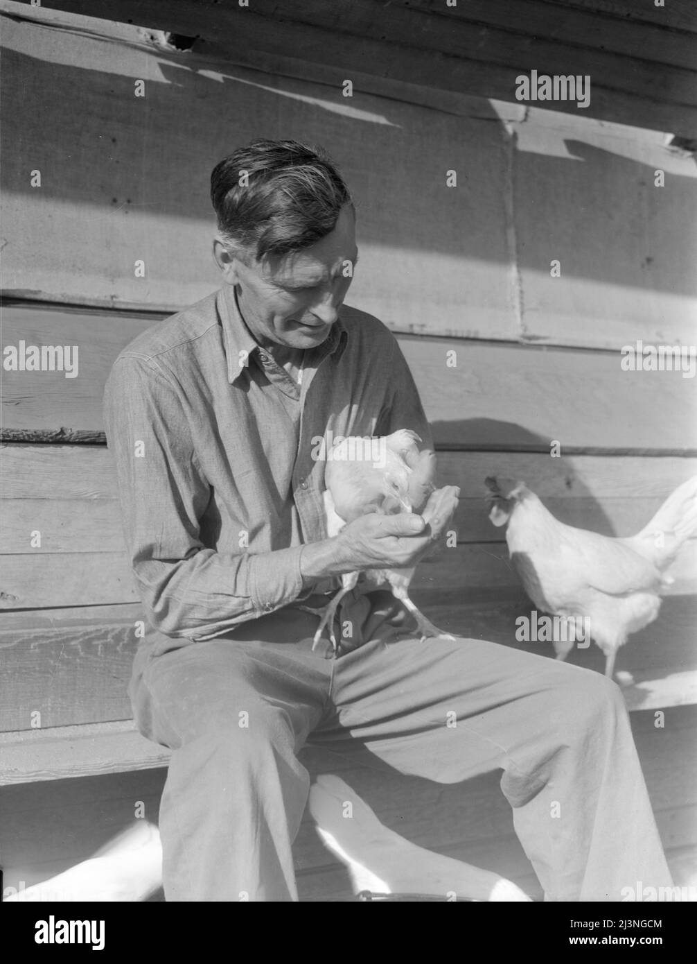 Rural rehabilitation client. San Fernando Valley, California. Chicken farmer making good on rural resettlement loan. Selling case of eggs a day. On state emergency relief administration job before loan. Stock Photo
