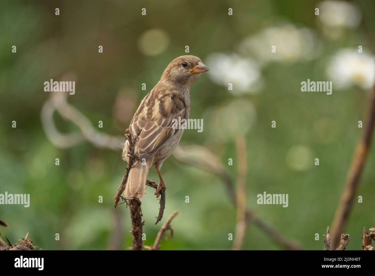 House sparrow perched on a branch, close up in the summer in Scotland Stock Photo
