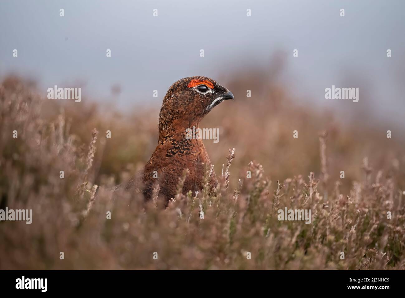 Red Grouse male on Scottish moorland, close up, in spring Stock Photo