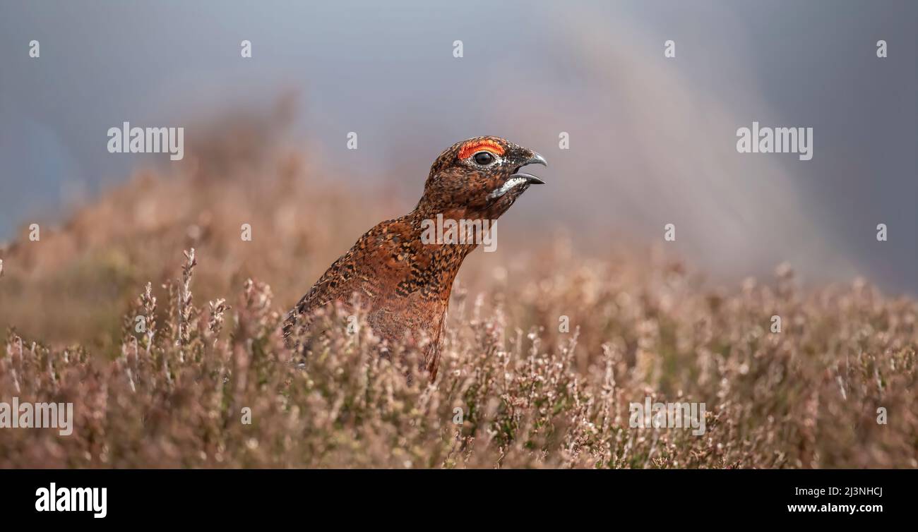 Red Grouse male, chirping on Scottish moorland, close up, in spring Stock Photo