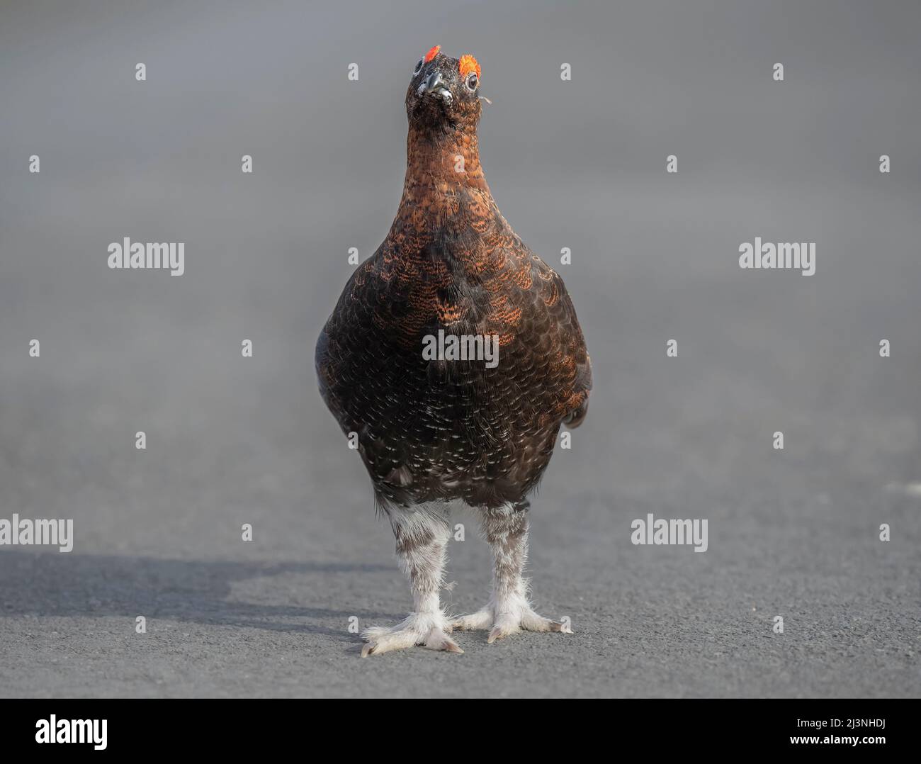 Red Grouse male on a road beside Scottish moorland, close up, in spring Stock Photo