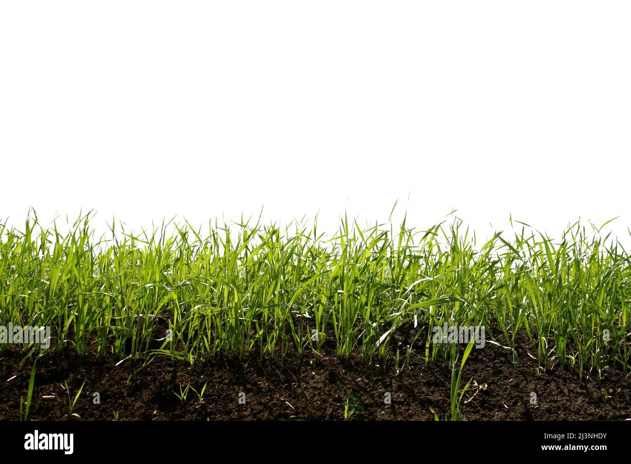 green grass isolated on white background Stock Photo - Alamy