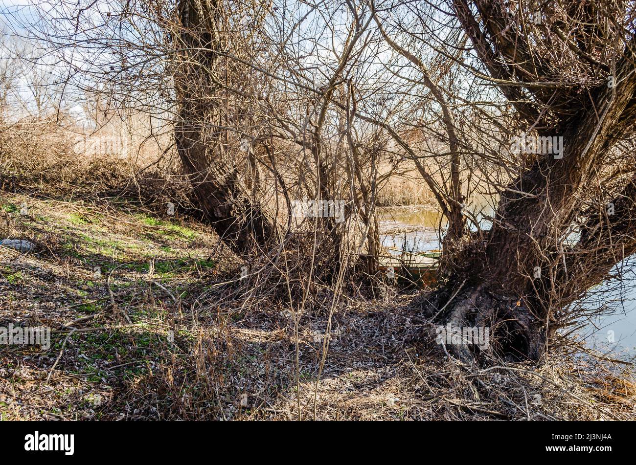 Wetland swamp water grass hi-res stock photography and images - Alamy